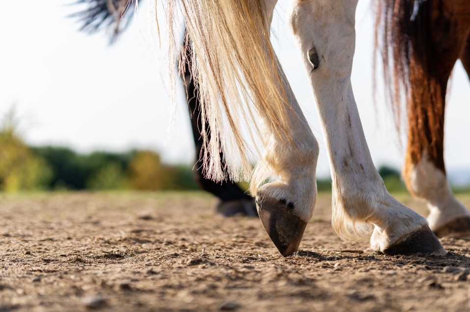 soulagement artrose lavande cheval